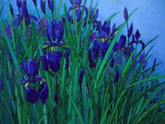 Blue Iris
