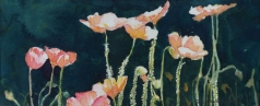Poppies in Sunlight