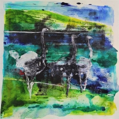 Ostriches #1