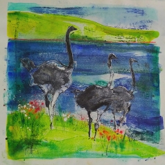 Ostriches #2