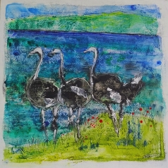 Ostriches #3