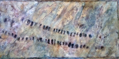 Arthropod Tracks
